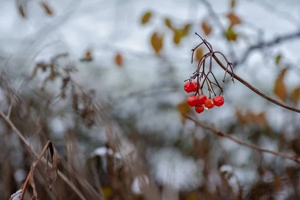 Крупный План Ветки Красными Ягодами Мокрыми Снегом — стоковое фото