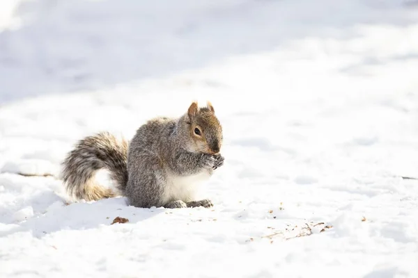 Tiro Ângulo Baixo Esquilo Comendo Algo Enquanto Estava Neve Sob — Fotografia de Stock
