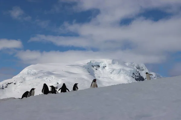Grupa Uroczych Małych Pingwinów Wspinających Się Wzgórze Antarktydzie Śnieżnymi Górami — Zdjęcie stockowe