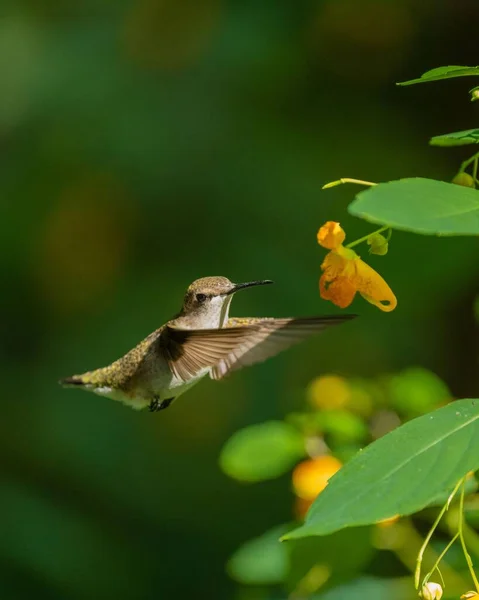 Eine Vertikale Nahaufnahme Eines Schönen Kolibris Der Fliegt Aus Blumen — Stockfoto