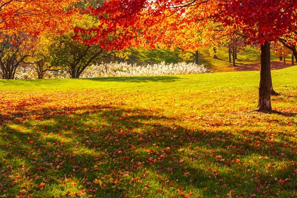 Atemberaubende Landschaft Mit Goldenem Laub Herbstpark — Stockfoto