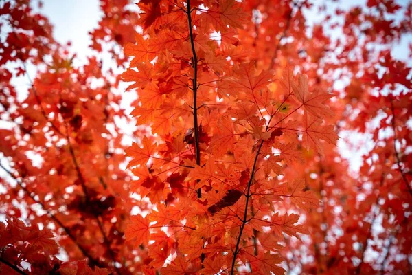 Крупный План Оранжево Красных Осенних Листьев Ветвях Деревьев — стоковое фото