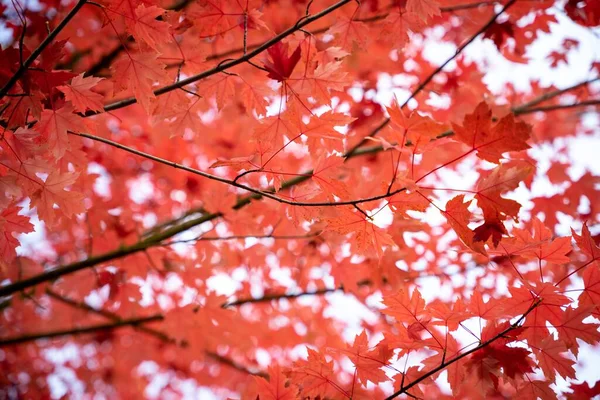 Zbliżenie Strzał Pomarańczowej Czerwonej Jesieni Listowie Gałęziach Drzewa — Zdjęcie stockowe