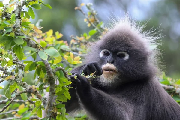 Closeup Shot Dusky Leaf Monkey Holding Branch Green Tree Isolated — Stock Photo, Image