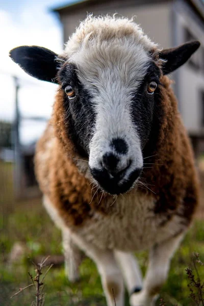Вертикальный Снимок Пушистой Овцы Рядом Прогулкой Траве Боке — стоковое фото