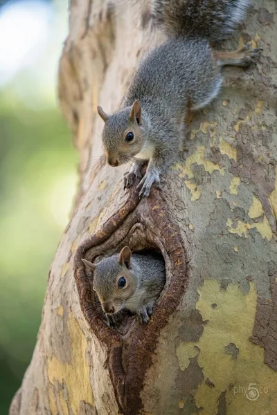 Eine Vertikale Nahaufnahme Von Niedlichen Eichhörnchen Die Auf Einem Baumstamm — Stockfoto