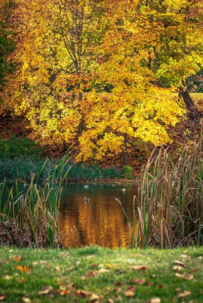 Een Verticaal Shot Van Mooie Gele Bomen Aan Oever Van — Stockfoto
