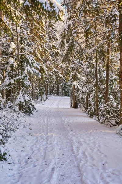 Vertical Shot Tall Trees Covered Snow Forest — Stock Photo, Image