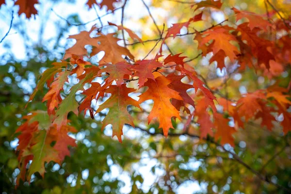 在树枝上的桔红色秋天树叶的特写镜头 — 图库照片