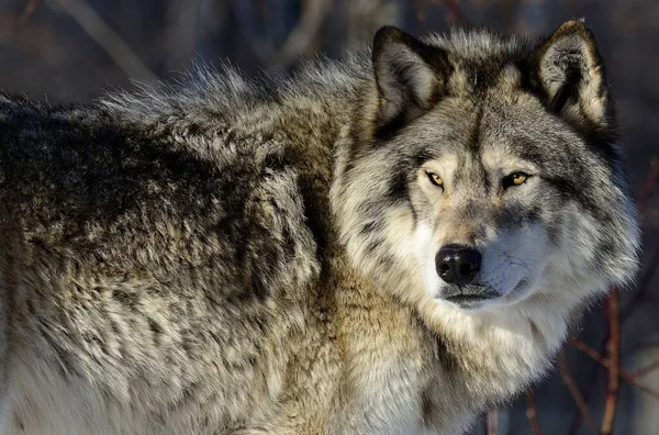 Een Portret Van Een Jonge Wolf Het Bos Zonlicht — Stockfoto