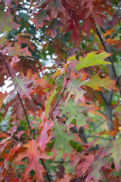赤い葉を持つ秋の木の枝の垂直閉鎖ショット — ストック写真