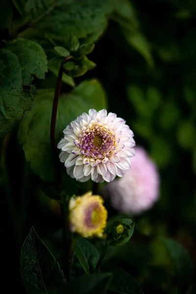 Ένα Κοντινό Πλάνο Πάνω Από Κεφάλι Του Λουλουδιού Dahlia Επιλεκτική — Φωτογραφία Αρχείου