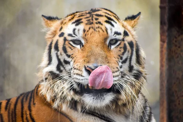 Retrato Tigre Selvagem Indiano Bengala Com Língua Zoológico Alipore Kolkata — Fotografia de Stock