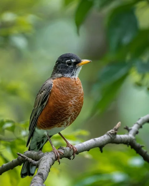 Vertical Closeup Shot American Robin Perched Wooden Tree Branch — Stock Photo, Image