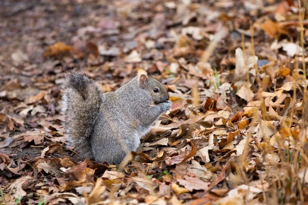 Tiro Perto Esquilo Comendo Algo Cercado Pelas Folhas Secas Caídas — Fotografia de Stock