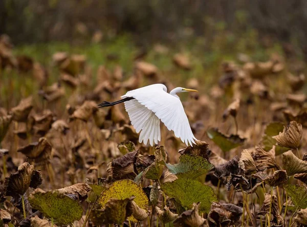 Nahaufnahme Eines Fliegenden Silberreihers Aus Einem Teich Über Trockenen Pflanzen — Stockfoto