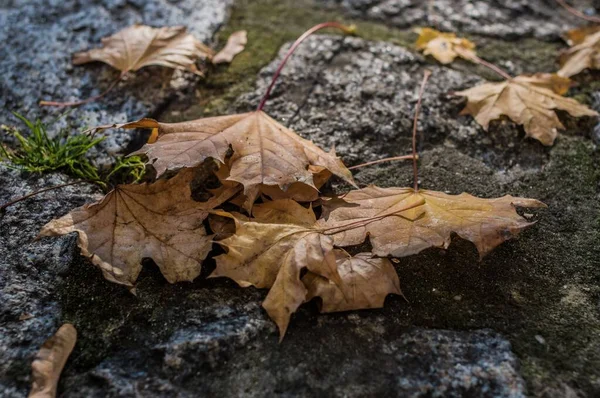 Egy Közeli Felvétel Szárított Őszi Levelekről Erdő Padlóján — Stock Fotó