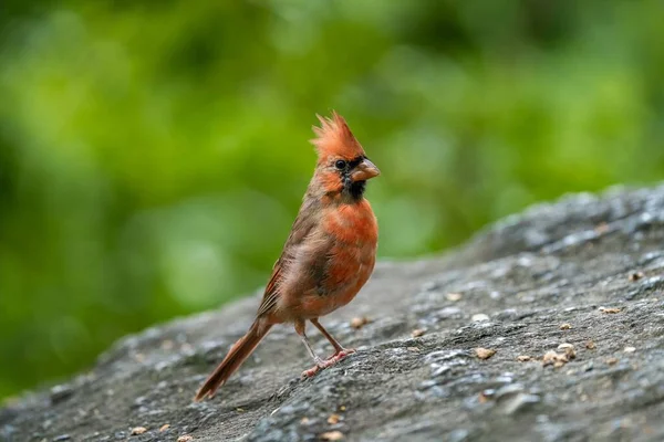Gros Plan Oiseau Cardinal Rouge Perché Sur Une Branche Arbre — Photo