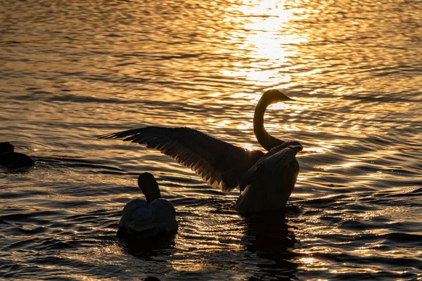 Изящные Лебеди Гуперы Запечатлели Плавание Живописном Озере Солнечными Лучами Касающимися — стоковое фото
