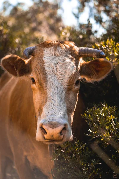 Tiro Vertical Uma Vaca Marrom Branca Campo Dia Ensolarado — Fotografia de Stock