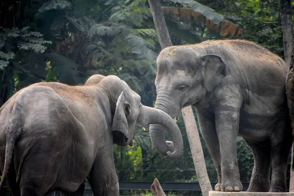 Matka Dziecko Słonie Azjatyckie Elephas Maximus Zoo Alipore Kalkuta Indie — Zdjęcie stockowe