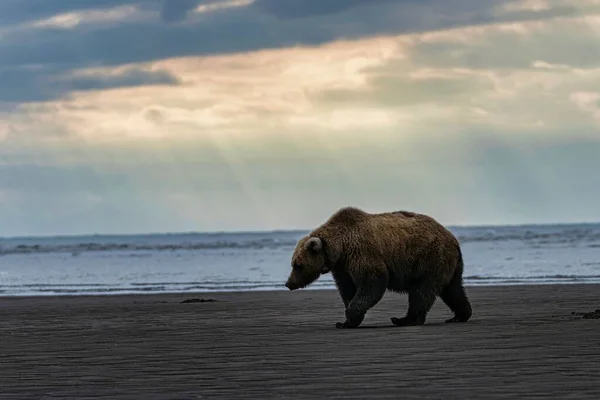 在阿拉斯加的一个海滨散步的棕熊的美丽照片 — 图库照片