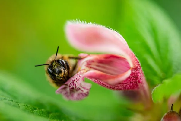 Makroaufnahme Einer Biene Auf Einer Blühenden Blume Vor Unscharfem Grünen — Stockfoto