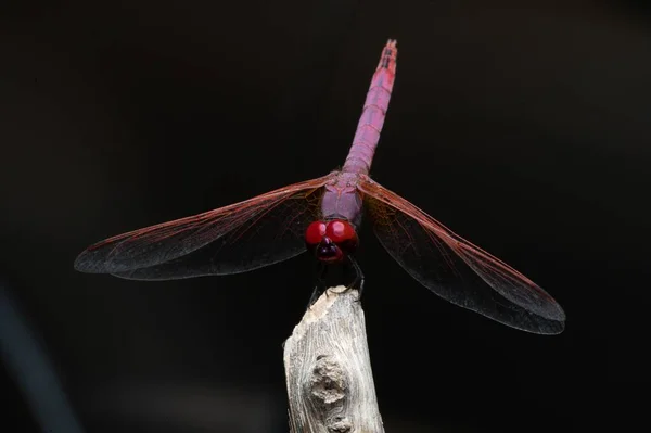 Closeup Shot Purple Crimson Marsh Glider Trithemis Aurora — Stock Photo, Image