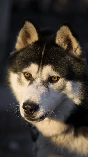 Egy Szibériai Husky Függőleges Közelsége Szabadban Napfénnyel Tetején — Stock Fotó