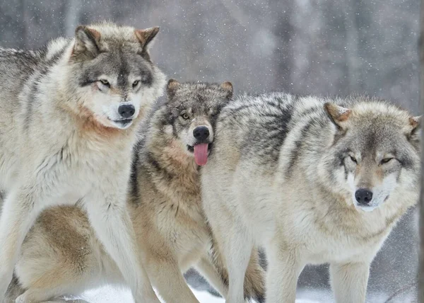 Группа Молодых Голодных Волков Лесу Зимой — стоковое фото