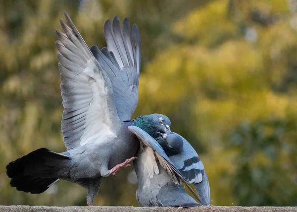 Closeup Tworock Doves Common Pigeons Columba Livia Fighting Wall — Stock Photo, Image
