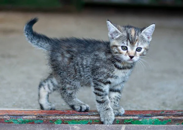 地面にかわいいグレーの子猫のクローズアップショット — ストック写真