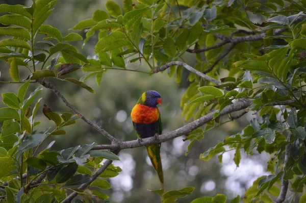 Vacker Liten Papegoja Sitter Ett Träd — Stockfoto