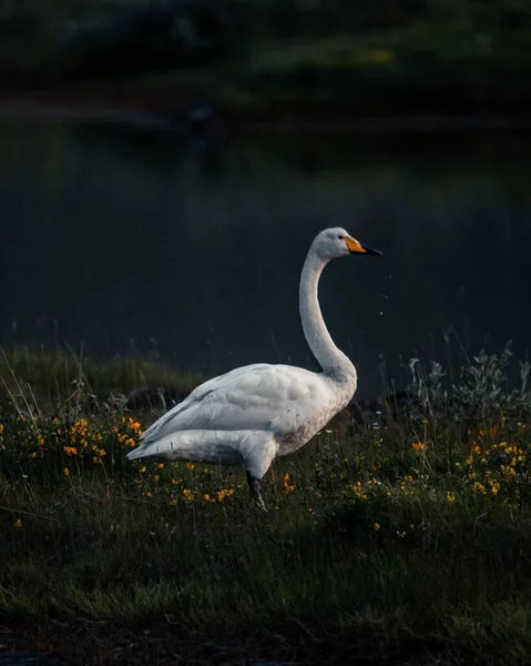 Roztomilá Malá Bílá Labuť Vodou Kapající Zobáku Slunné Louce Jezera — Stock fotografie