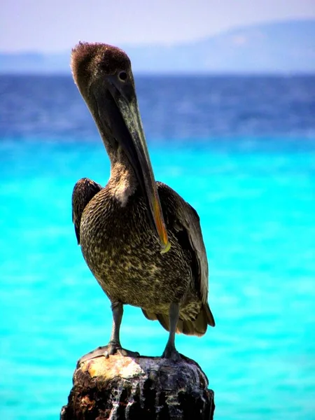 Pionowe Ujęcie Pelikana Drewnie Wyspie Little Curacao — Zdjęcie stockowe