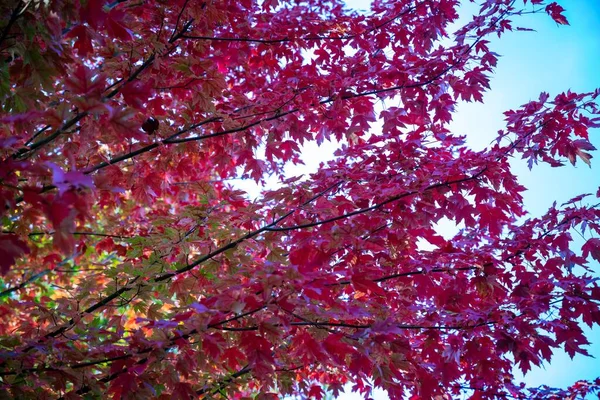 Niski Kąt Strzał Jesiennych Gałęzi Drzewa Czerwonymi Liśćmi — Zdjęcie stockowe