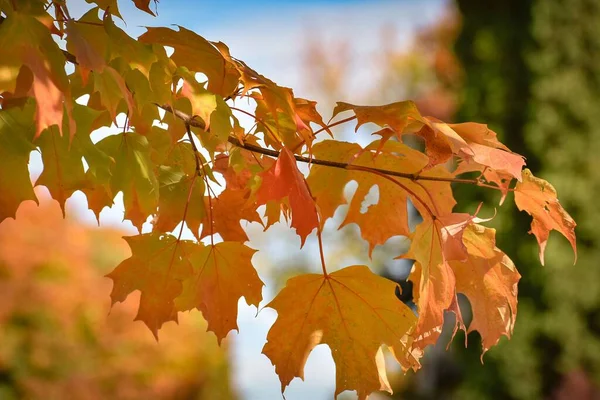 Uma Paisagem Outono Com Uma Folha Bordo Caindo Uma Árvore — Fotografia de Stock