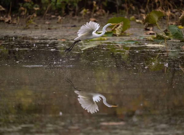 연못에서 황로의 비행의 — 스톡 사진