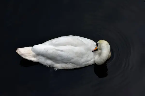Primer Plano Hermoso Cisne Blanco Lago Zoológico Calcuta India — Foto de Stock