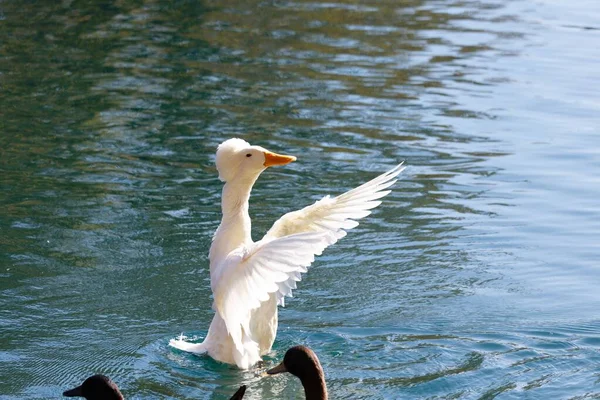阳光明媚的日子 一只可爱的白鸽在湖中游泳 — 图库照片