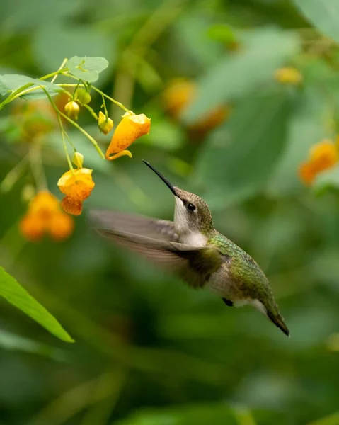 一只美丽的蜂鸟从花朵中飞出来喝水 这是一张垂直的特写照片 — 图库照片