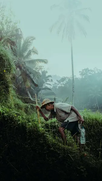 Eine Vertikale Aufnahme Des Älteren Gärtners Dschungel Mit Tropischen Bäumen — Stockfoto