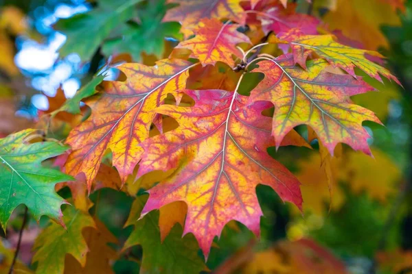 Kuzey Meşe Ağacının Renkli Sonbahar Yapraklarının Yakın Plan Çekimi Quercus — Stok fotoğraf