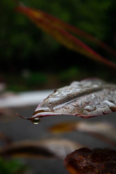 Yağmurda Islak Sonbahar Yaprağının Yakın Çekimi — Stok fotoğraf