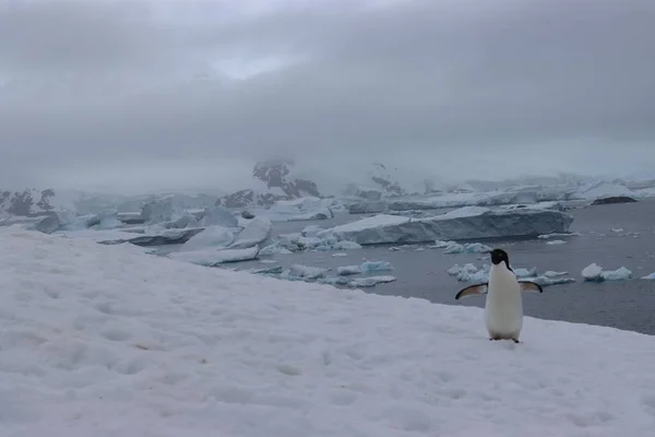 Snímek Tučňáka Běžícího Sněhu Nádherné Antarktické Krajině Pod Bílou Oblohou — Stock fotografie