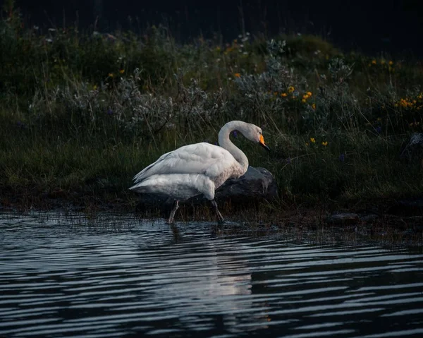Pequeno Cisne Branco Bonito Andando Lado Lago Azul Escuro Norte — Fotografia de Stock