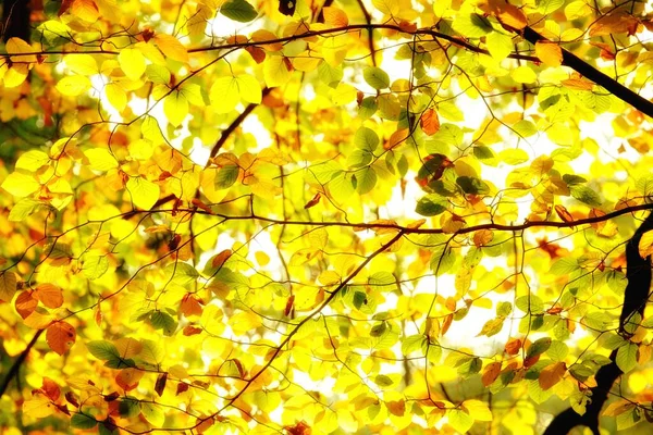 Bladeren Achtergrondverlichting Van Ochtendzon Alle Herfstkleuren Warme Zon Doet Bladeren — Stockfoto