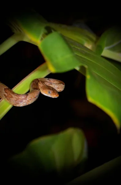 Close Vertical Uma Cobra Gato Kelung Boiga Kraepelini Rastejando Uma — Fotografia de Stock