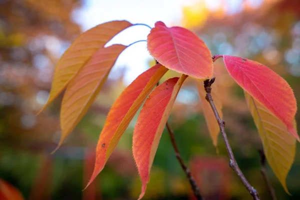 Eine Nahaufnahme Von Orangeroten Herbstblättern Auf Ästen — Stockfoto
