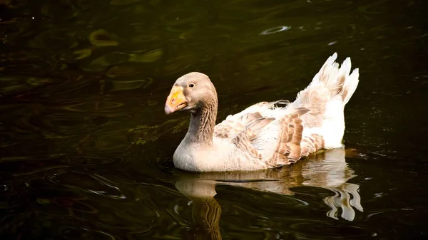 Gros Plan Une Belle Oie Dans Lac Zoo Kolkata Inde — Photo